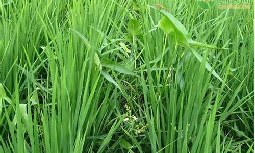 野帝除草是什么生肖呢_野帝除草是什么生肖