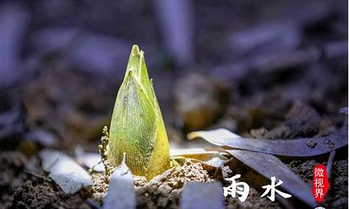 心如雨水是什么生肖_心如雨水是什么生肖动物