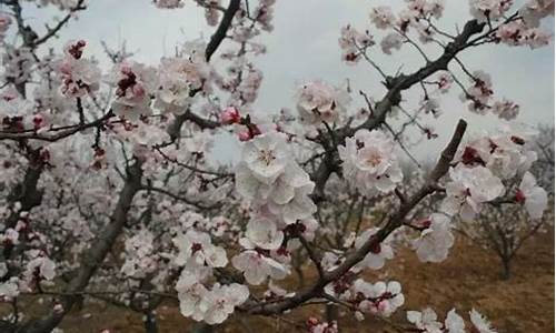 春风桃李又见花指什么生肖_春风桃李又开花解生肖