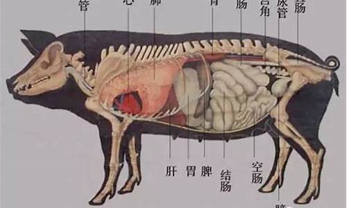 猪的情同手足是哪个生肖_猪同哪个生肖最好