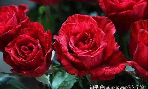 玫瑰花属于什么生肖_玫瑰花是什么生肖?