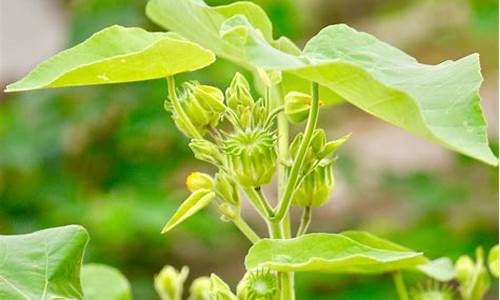 花开结果打一个生肖_花开结果打一生肖