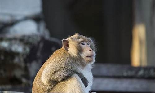 生肖猴和什么生肖结婚最好_属猴和哪个生肖结婚幸福