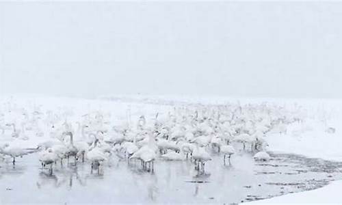 鹅毛大雪飞解释什么生肖_鹅毛飘大雪什么生肖