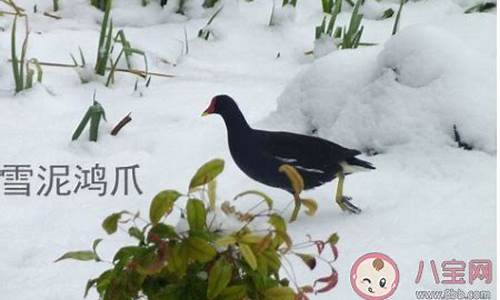 鸿雁雪爪是什么生肖_鸿雁代指什么