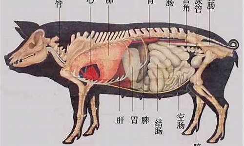 一四机筹打一数字_一四机筹是哪个动物生肖