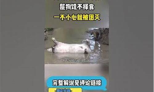 饥不择食是什么动物_饥不择食猜什么动物生肖