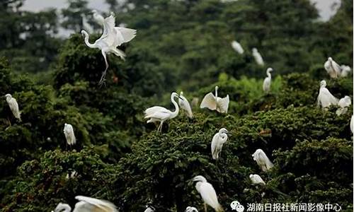 远离纷扰的说说_远离纷扰更自由的生肖动物