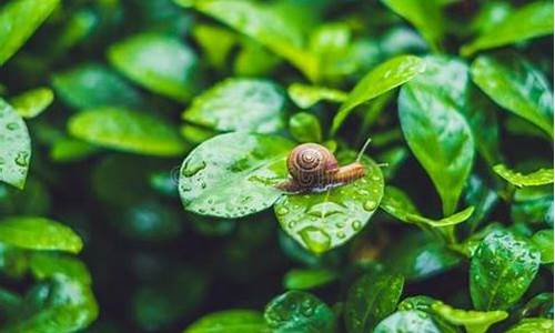 什么生肖和蜗牛最好_什么生肖和蜗牛最好相处