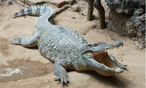 鳄鱼是什么生肖动物的后代_鳄鱼相当于什么生肖