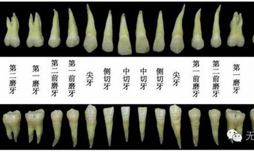 啃到骨头即满足代表什么成语_啃到骨头牙齿尖的生肖