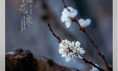 杏花寒是什么生肖_杏花寒雨形容什么生肖