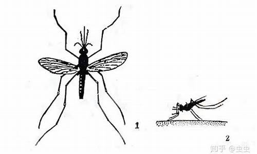 形容像蚊子的生肖_蚊子形容什么动物生肖