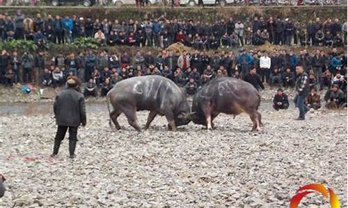 水牛田中走打一生肖_水牛耕田什么意思