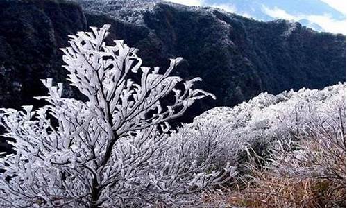 大明山雾凇来啦猜生肖_南宁大明山今天有雾凇了吗