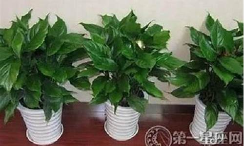 生肖属龙的发财植物-生肖属龙的发财植物有哪些